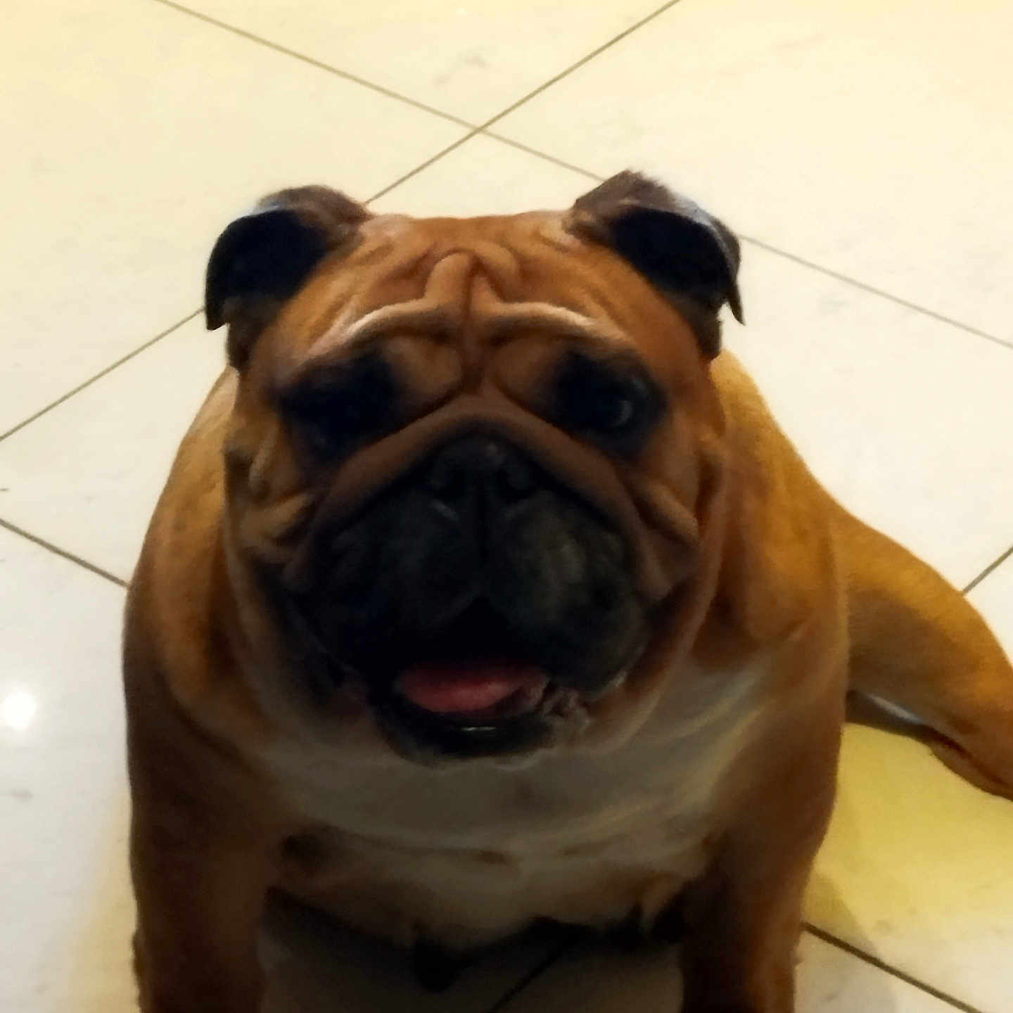 Nova a rejoint le concours — aidez-le/la à gagner de superbes lots ! animal, boxer, bulldog, canine, dog, frenchbulldog, pet, pitbull, pug, puppy