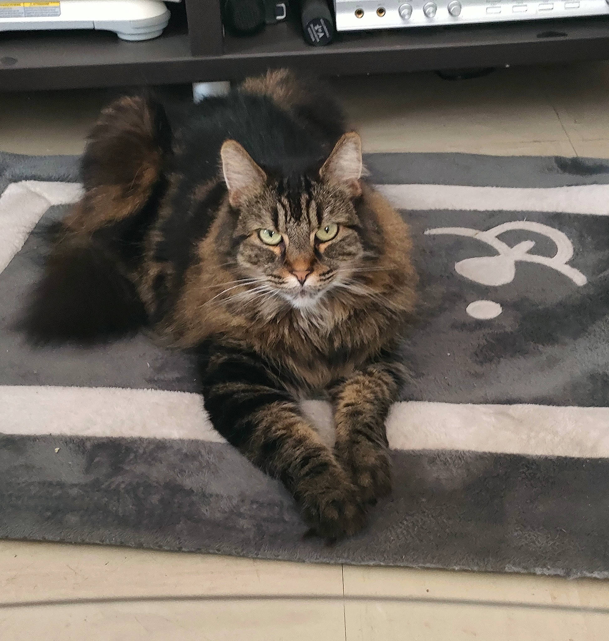 Izy participe au concours pour gagner de l'argent avec cette photo : asphalt, carnivore, cat, claw, domestic_short_haired_cat, felidae, floor, flooring, fur, grey, paw, road_surface, sidewalk, sitting, small_to_medium_sized_cats, snout, street, tail, whiskers, wood