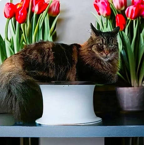 Izy participe au concours pour gagner de l'argent avec cette photo : carnivore, cat, comfort, domestic_short_haired_cat, felidae, flower, flowerpot, fur, grass, herbaceous_plant, houseplant, petal, plant, rectangle, room, small_to_medium_sized_cats, table, tail, whiskers, window