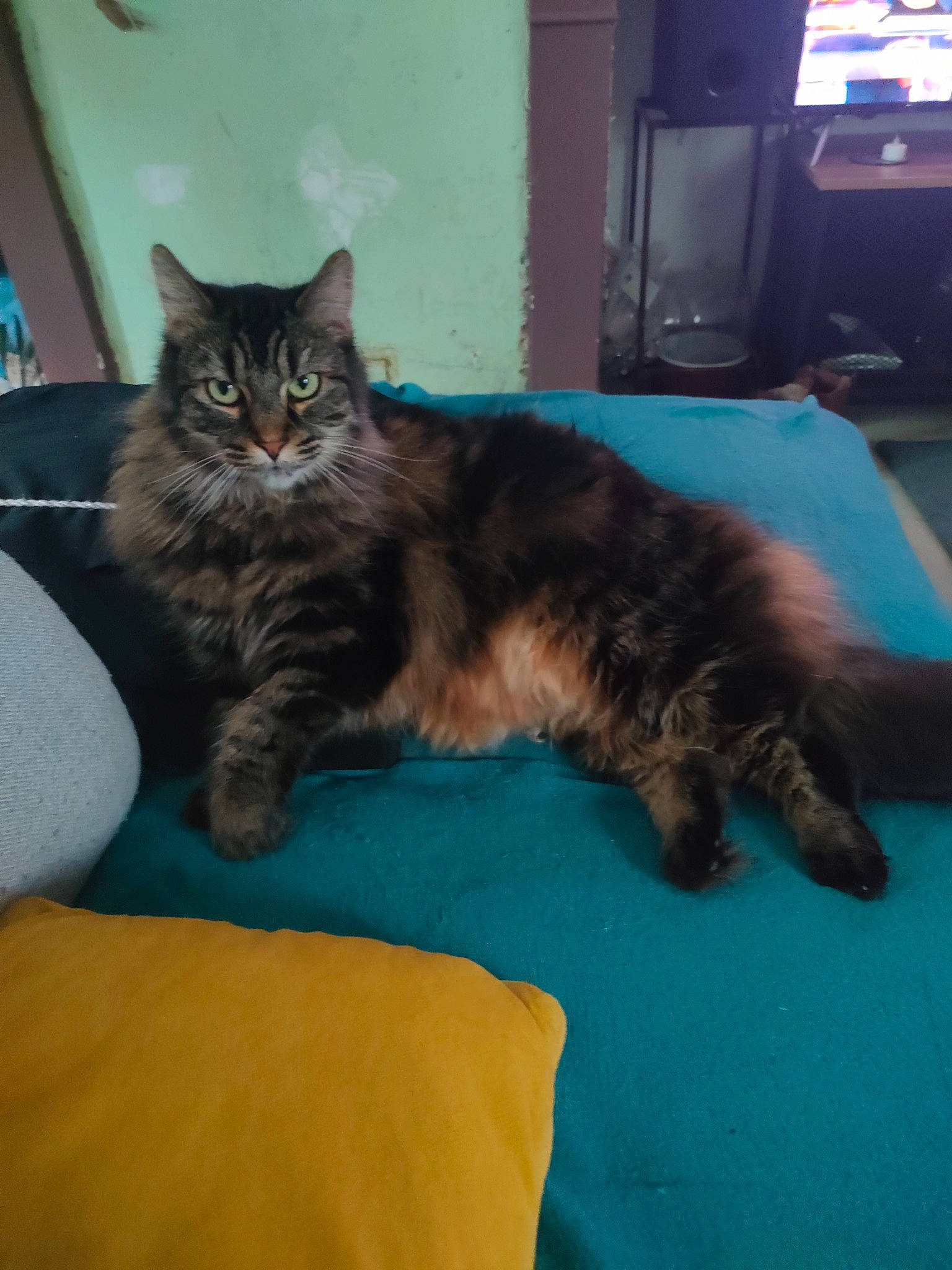 Izy a rejoint le concours — aidez-le/la à gagner de superbes lots ! carnivore, cat, claw, comfort, domestic_short_haired_cat, felidae, flooring, fur, home_appliance, paw, room, small_to_medium_sized_cats, tail, television, whiskers