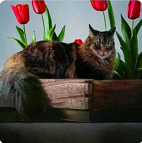 Izy participe au concours pour gagner de l'argent avec cette photo : carnivore, cat, comfort, electronic_device, felidae, flower, flowering_plant, flowerpot, fur, grass, houseplant, petal, plant, rectangle, small_to_medium_sized_cats, square, tail, terrestrial_animal, terrestrial_plant, whiskers