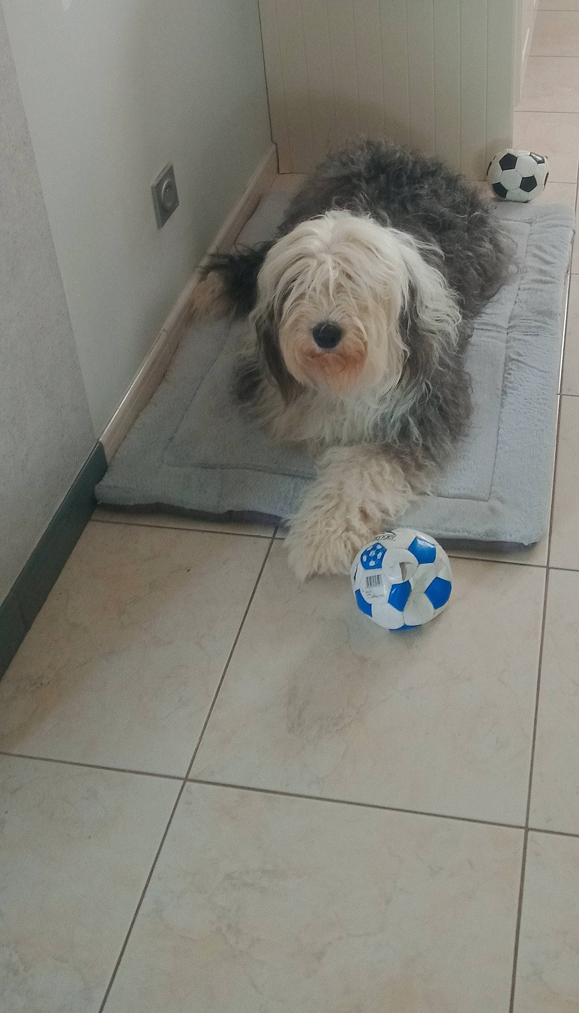 Martine participe au concours pour gagner de l'argent avec cette photo : canidae, carnivore, companion_dog, dog, dog_breed, dog_supply, floor, flooring, fur, hardwood, non_sporting_group, small_terrier, snout, sporting_group, terrier, tile, tile_flooring, toy_dog, wood