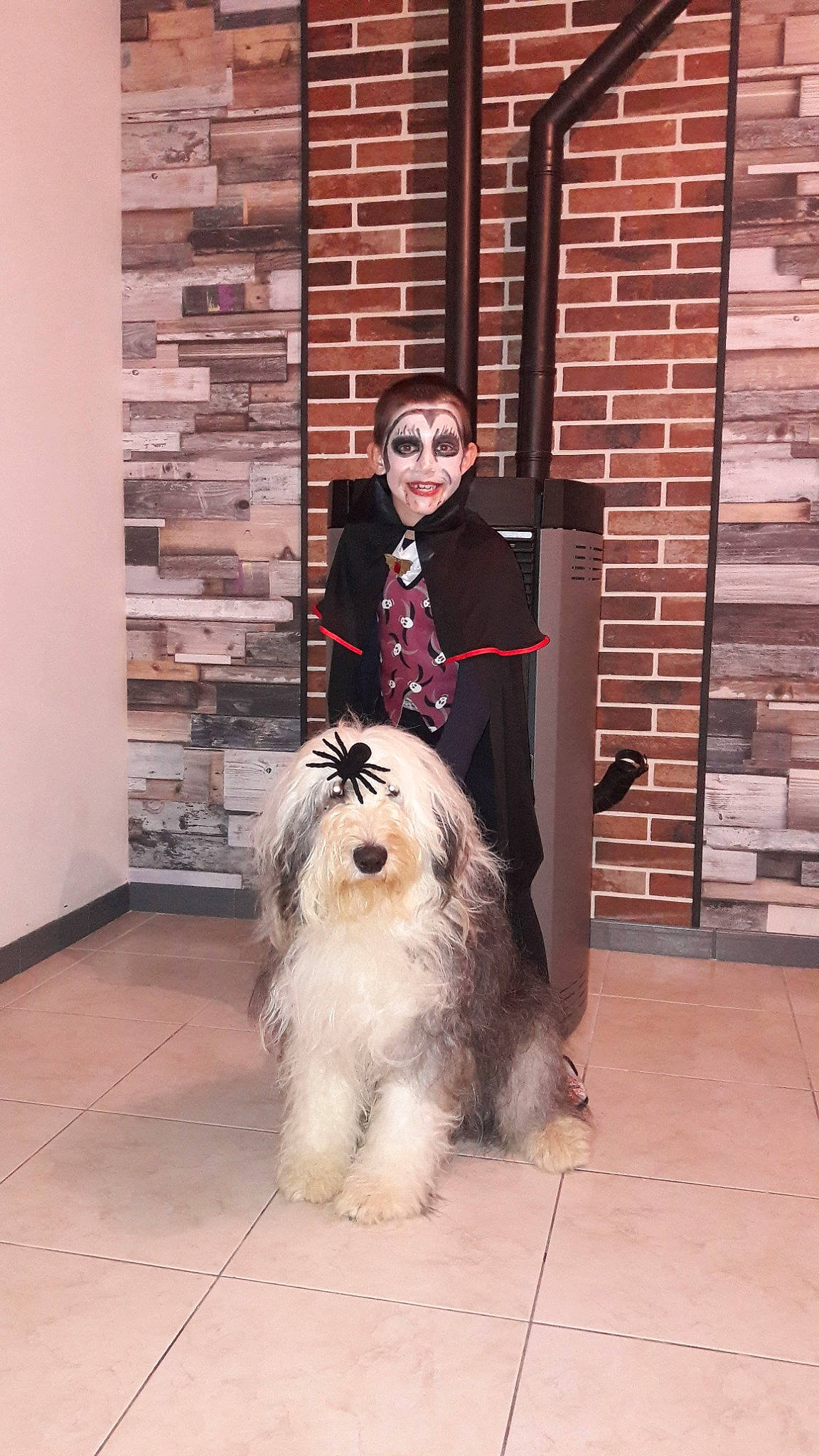 Martine a rejoint le concours — aidez-le/la à gagner de superbes lots ! bearded_collie, brick, canidae, carnivore, companion_dog, dog, dog_breed, flooring, formal_wear, fur, non_sporting_group, old_english_sheepdog, romanian_mioritic_shepherd_dog, sitting, small_terrier, sporting_group, terrier, toy_dog, working_dog