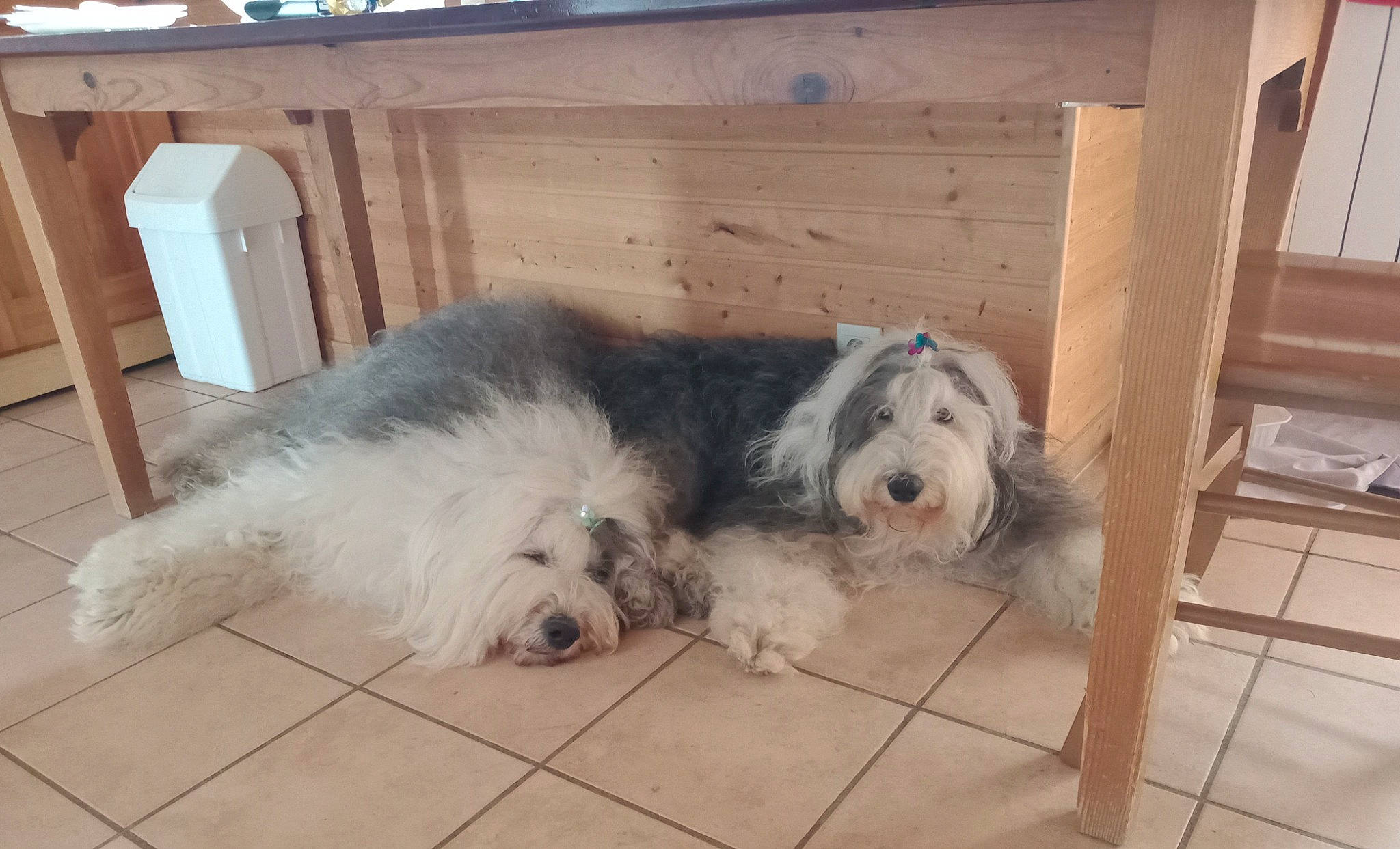 Martine participe au concours pour gagner de l'argent avec cette photo : canidae, carnivore, companion_dog, dog, dog_breed, dog_supply, floor, flooring, fur, giant_dog_breed, hardwood, romanian_mioritic_shepherd_dog, small_terrier, snout, sporting_group, tail, terrier, toy_dog, wood, working_animal