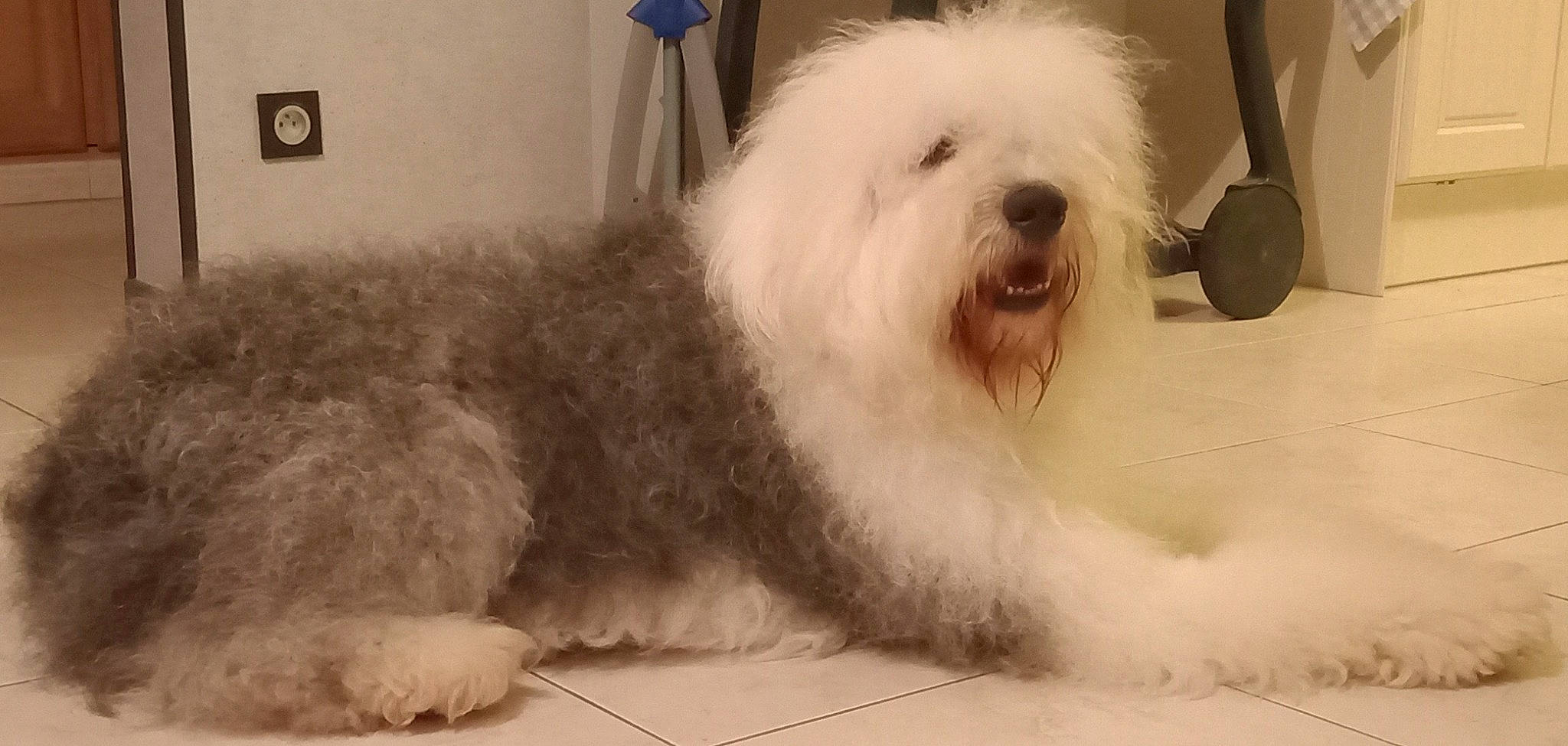 Mistral participe au concours pour gagner de l'argent avec cette photo : canidae, carnivore, companion_dog, dog, dog_breed, flooring, fur, maltepoo, non_sporting_group, small_terrier, sporting_group, terrestrial_animal, terrier, toy_dog, working_animal