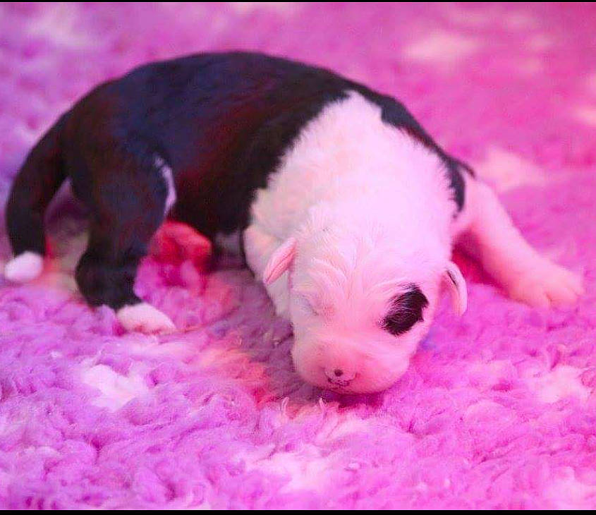 Mistral participe au concours pour gagner de l'argent avec cette photo : carmine, carnivore, comfort, companion_dog, dog_breed, fur, grass, magenta, non_sporting_group, paw, pink, rodent, snout, terrestrial_animal