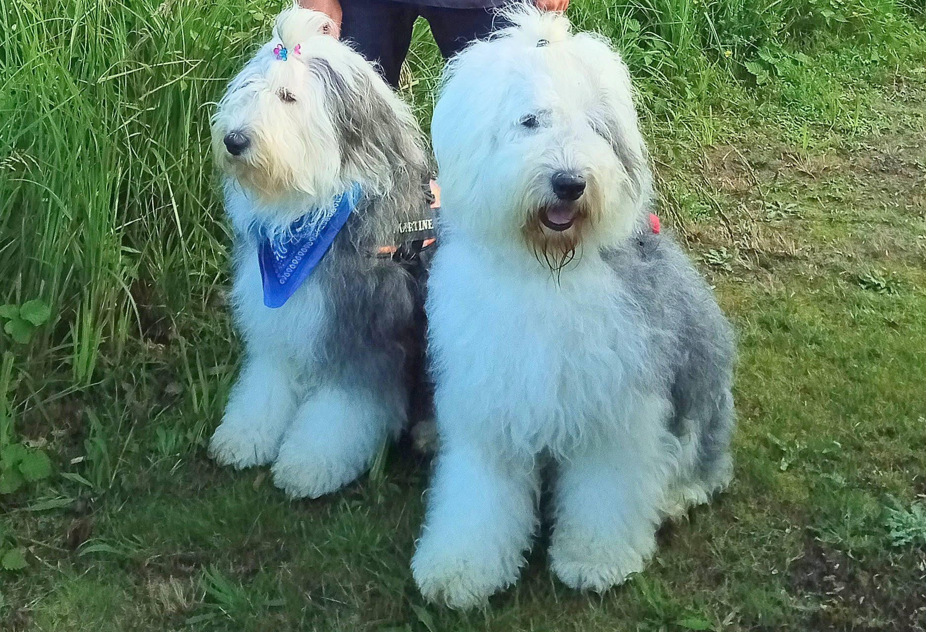 Mistral participe au concours pour gagner de l'argent avec cette photo : canidae, carnivore, companion_dog, dog, dog_breed, dog_supply, grass, non_sporting_group, old_english_sheepdog, plant, romanian_mioritic_shepherd_dog, sapsali, small_terrier, south_russian_ovcharka, sporting_group, terrier, toy_dog, working_dog
