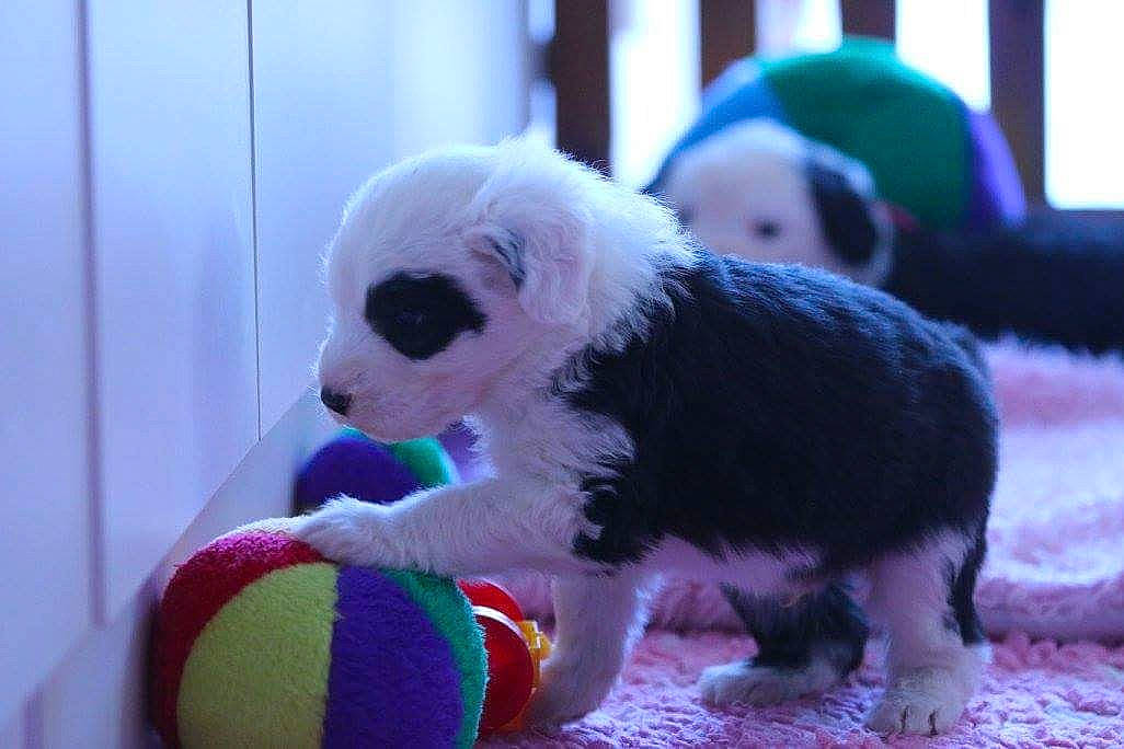 Mistral a rejoint le concours — aidez-le/la à gagner de superbes lots ! ball, canidae, carnivore, companion_dog, dog, dog_breed, dog_clothes, dog_supply, fun, fur, magenta, pet_supply, plush, purple, snout, sporting_group, stuffed_toy, toy, toy_dog, working_animal