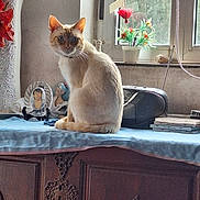 Juary participe au concours pour gagner de l'argent avec cette photo : cat, window, potted_plant, flower, wooden_cabinet, blue_cloth, figurine, portrait_photo, decor, natural_light, indoor, curious, animal, feline, tabletop, vintage, houseplant, ornament, sitting, pet