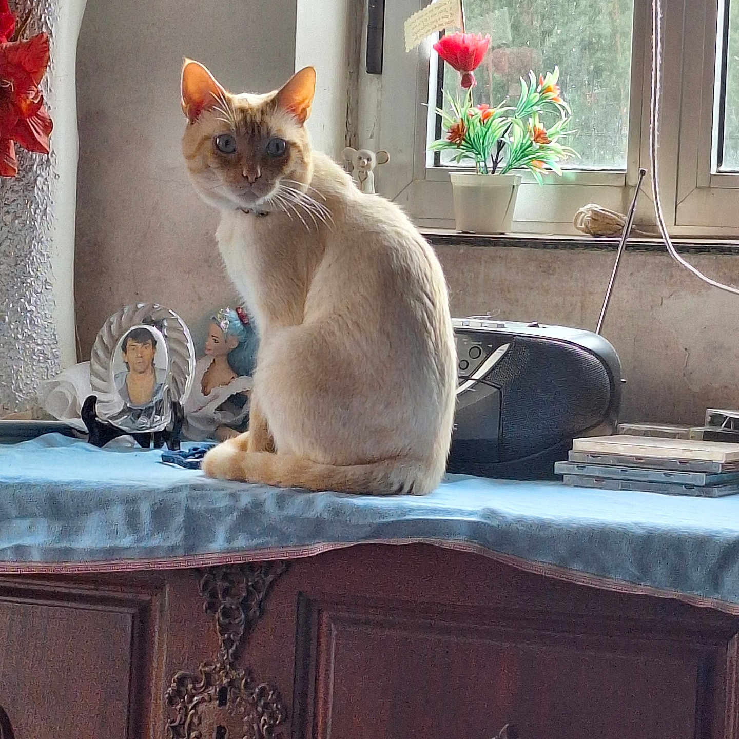Juary participe au concours pour gagner de l'argent avec cette photo : animal, blue_cloth, cat, curious, decor, feline, figurine, flower, houseplant, indoor, natural_light, ornament, pet, portrait_photo, potted_plant, sitting, tabletop, vintage, window, wooden_cabinet