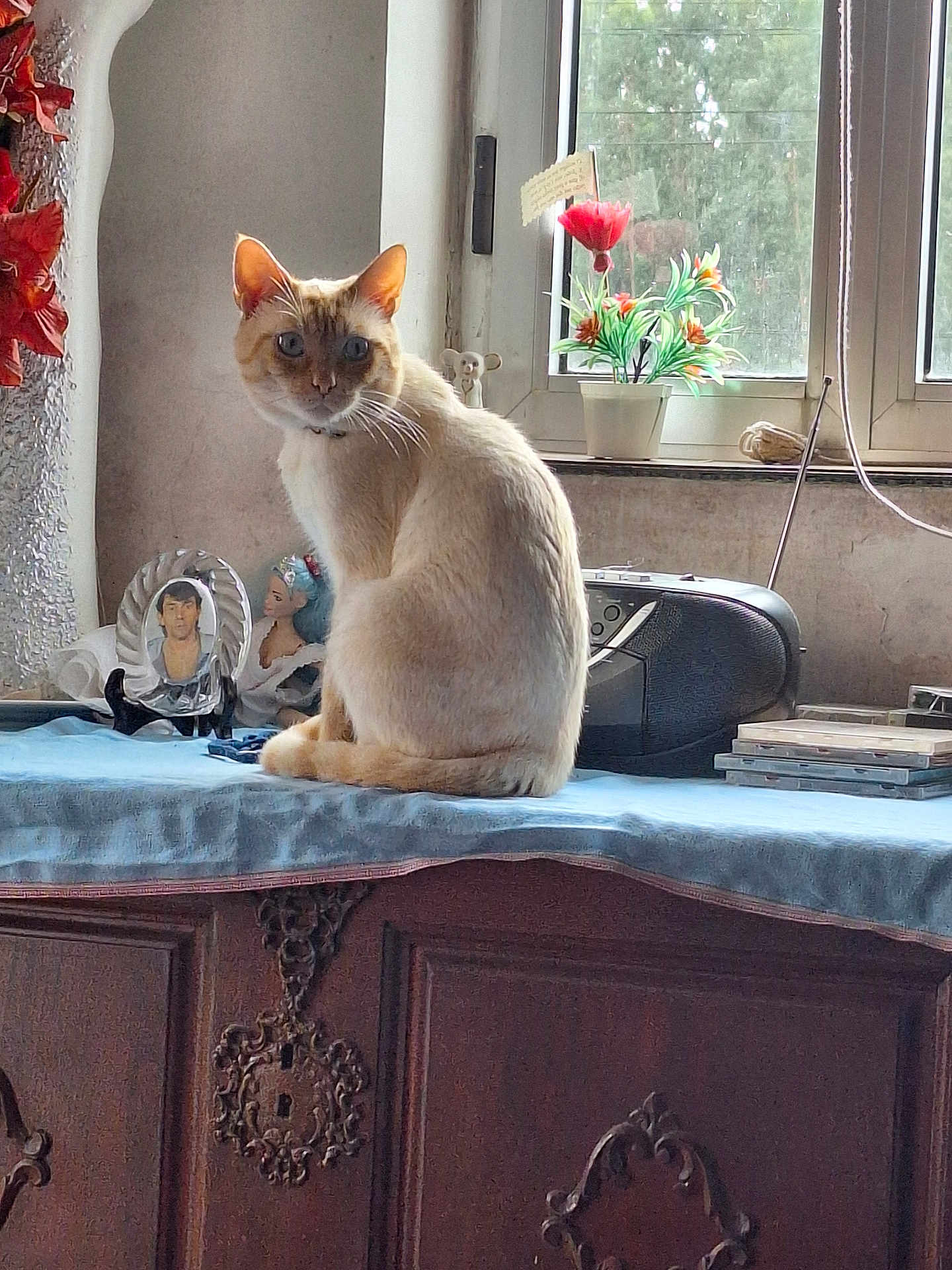Juary participe au concours pour gagner de l'argent avec cette photo : cat, window, potted_plant, flower, wooden_cabinet, blue_cloth, figurine, portrait_photo, decor, natural_light, indoor, curious, animal, feline, tabletop, vintage, houseplant, ornament, sitting, pet