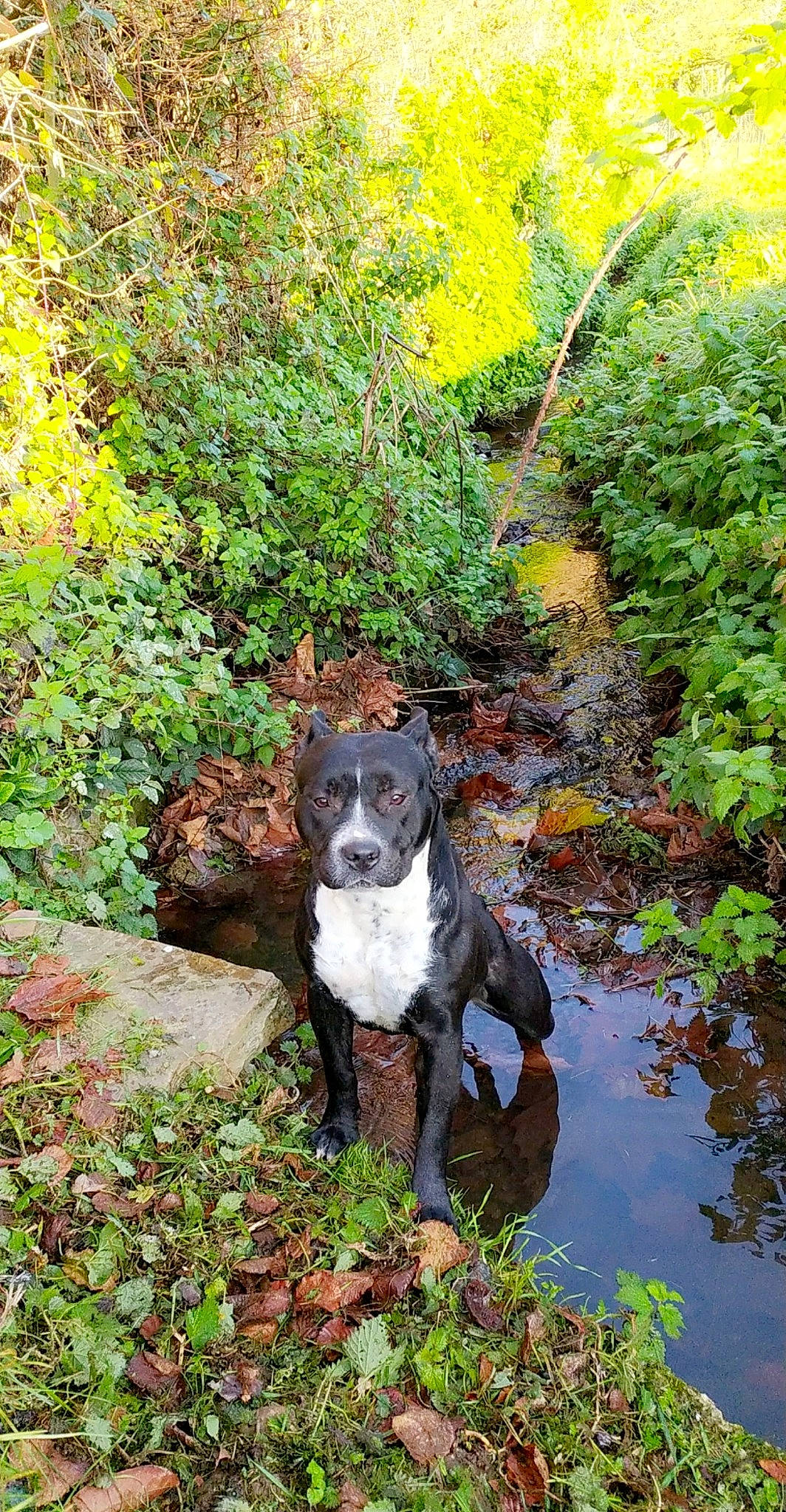 Gamine participe au concours pour gagner de l'argent avec cette photo : botany, canidae, carnivore, companion_dog, dog, dog_breed, fawn, garden, grass, groundcover, gun_dog, plant, shrub, soil, sporting_group, stream, tail, tree, water, working_animal