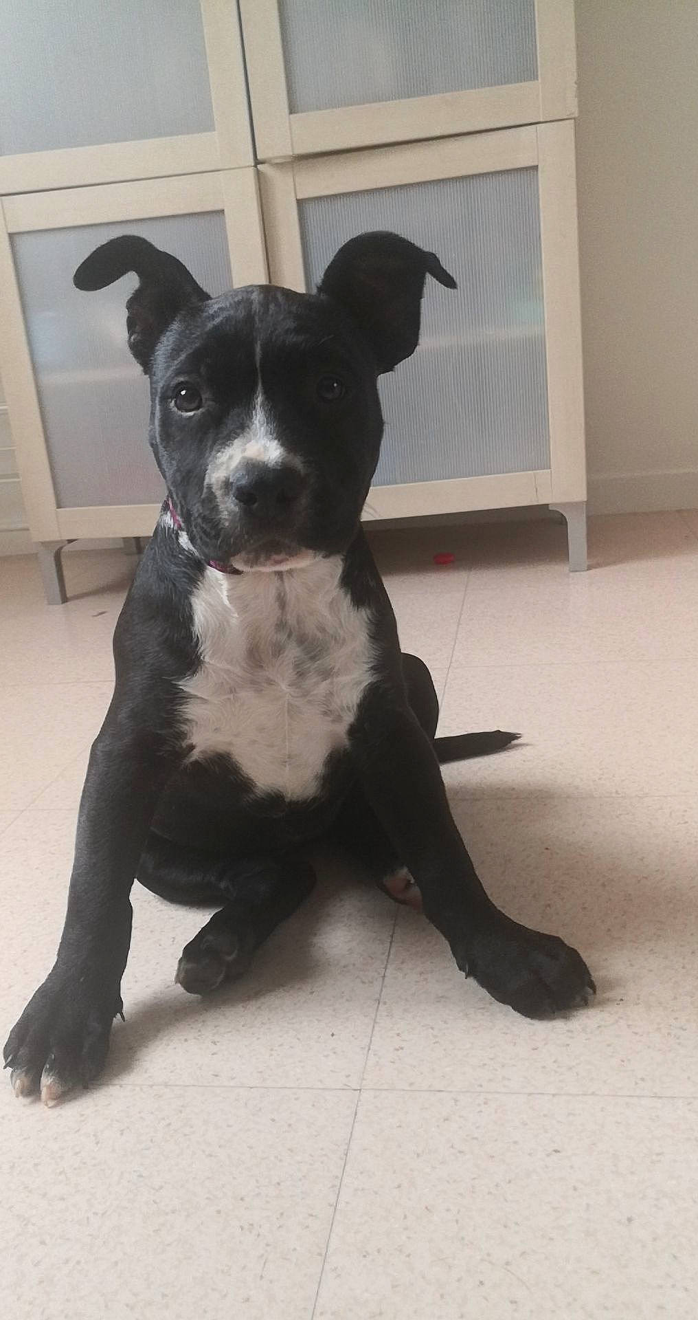 Gamine participe au concours pour gagner de l'argent avec cette photo : art, boston_terrier, cabinetry, canidae, carnivore, companion_dog, dog, dog_breed, dog_collar, flooring, fur, molosser, non_sporting_group, snout, sporting_group, tail, terrestrial_animal, toy_dog, whiskers, working_animal