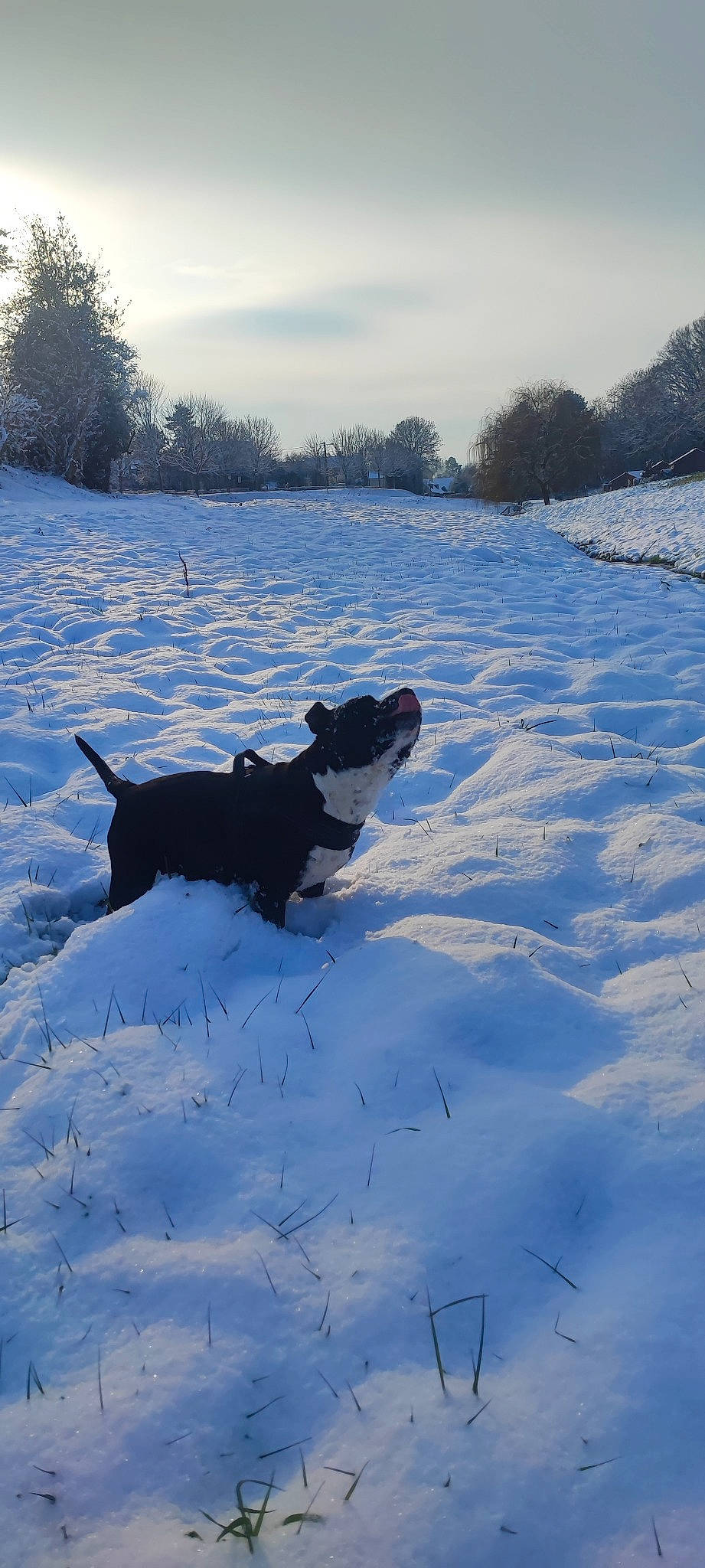 Gamine a rejoint le concours — aidez-le/la à gagner de superbes lots ! carnivore, cloud, dog, dog_breed, dog_collar, freezing, guard_dog, ice_cap, landscape, shadow, sky, slope, snow, sporting_group, tail, tree, vertebrate, water, winter, working_animal