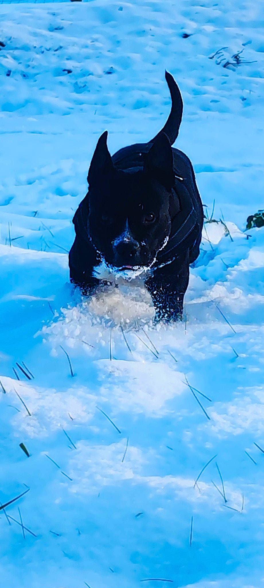 Gamine a rejoint le concours — aidez-le/la à gagner de superbes lots ! canidae, carmine, carnivore, companion_dog, dog, dog_breed, electric_blue, fawn, freezing, fun, leisure, personal_protective_equipment, pet_supply, recreation, snout, snow, sporting_group, water, winter, working_animal