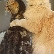 Teddy is registered to the contest to win money with this photo: cat, cats, tabby_cat, cream_cat, pet, feline, animal, window, looking_out, embrace, fur, companionship, indoor, friendship, cute, fluffy, two_animals, resting, comfort, side_view