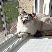 Rubis a rejoint le concours — aidez-le/la à gagner de superbes lots ! animal, blue_eyes, brick_wall, brown_patches, cat, curious, daylight, domestic_cat, feline, garden, indoor, pet, relaxing, resting, screen, shadow, sunlight, white_fur, window, windowsill
