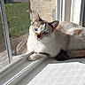 animal, blue_eyes, brick_wall, brown_patches, cat, curious, daylight, domestic_cat, feline, garden, indoor, pet, relaxing, resting, screen, shadow, sunlight, white_fur, window, windowsill