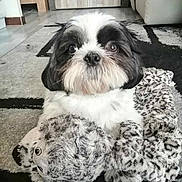 Titus participe au concours pour gagner de l'argent avec cette photo : dog, shih_tzu, small_dog, plush_toy, stuffed_animal, carpet, rug, living_room, couch, indoor, pet, close_up, portrait, furry, paws, nose, eyes, toy, adorable, black_and_white_fur