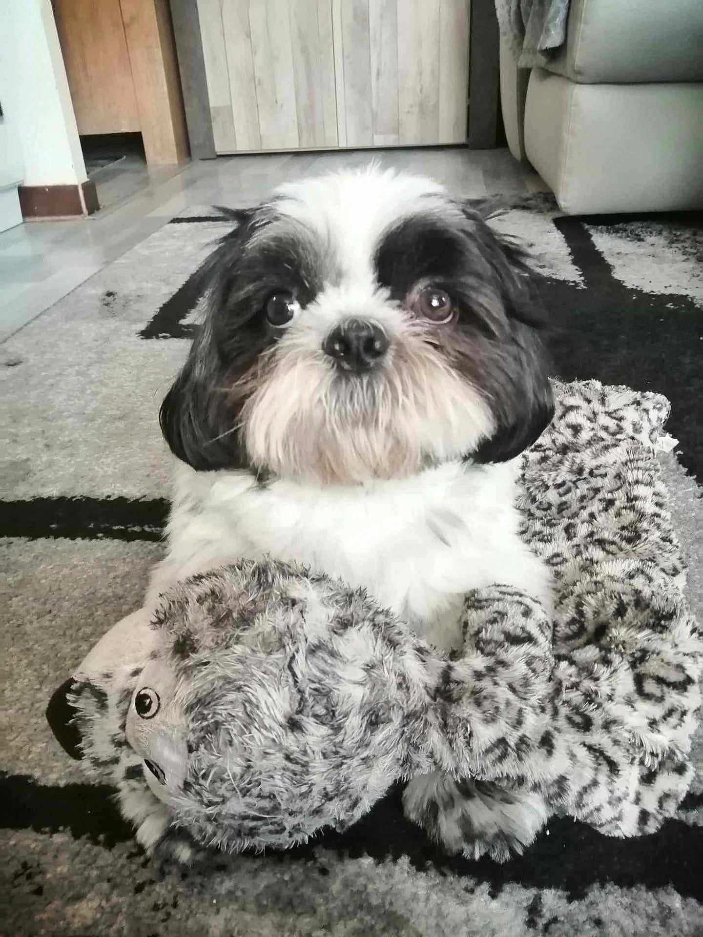 Titus participe au concours pour gagner de l'argent avec cette photo : dog, shih_tzu, small_dog, plush_toy, stuffed_animal, carpet, rug, living_room, couch, indoor, pet, close_up, portrait, furry, paws, nose, eyes, toy, adorable, black_and_white_fur