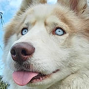 Snow participe au concours pour gagner de l'argent avec cette photo : dog, husky, canine, fluffy, white_fur, blue_eyes, tongue_out, close_up, portrait, outdoor, sky, grass, ears, muzzle, nose, happy, playful, pet, long_fur, face