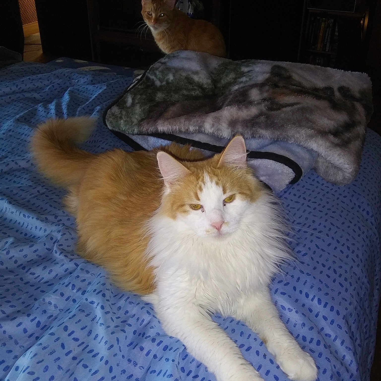 Apache joined the competition — help win amazing prizes! aegean_cat, asian, carnivore, cat, domestic_long_haired_cat, domestic_short_haired_cat, european_shorthair, fawn, felidae, fur, kitten, mammal, ojos_azules, polydactyl_cat, ragamuffin, small_to_medium_sized_cats, tail, whiskers