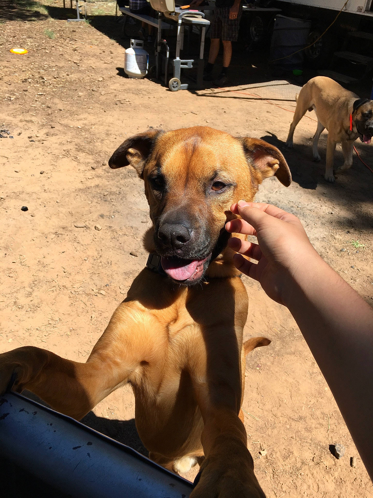 Copper joined the competition — help win amazing prizes! alano_espanol, black_mouth_cur, bullmastiff, canidae, carnivore, dog, dog_breed, fawn, guard_dog, mammal, non_sporting_group, perro_de_presa_mallorquin, snout, vertebrate