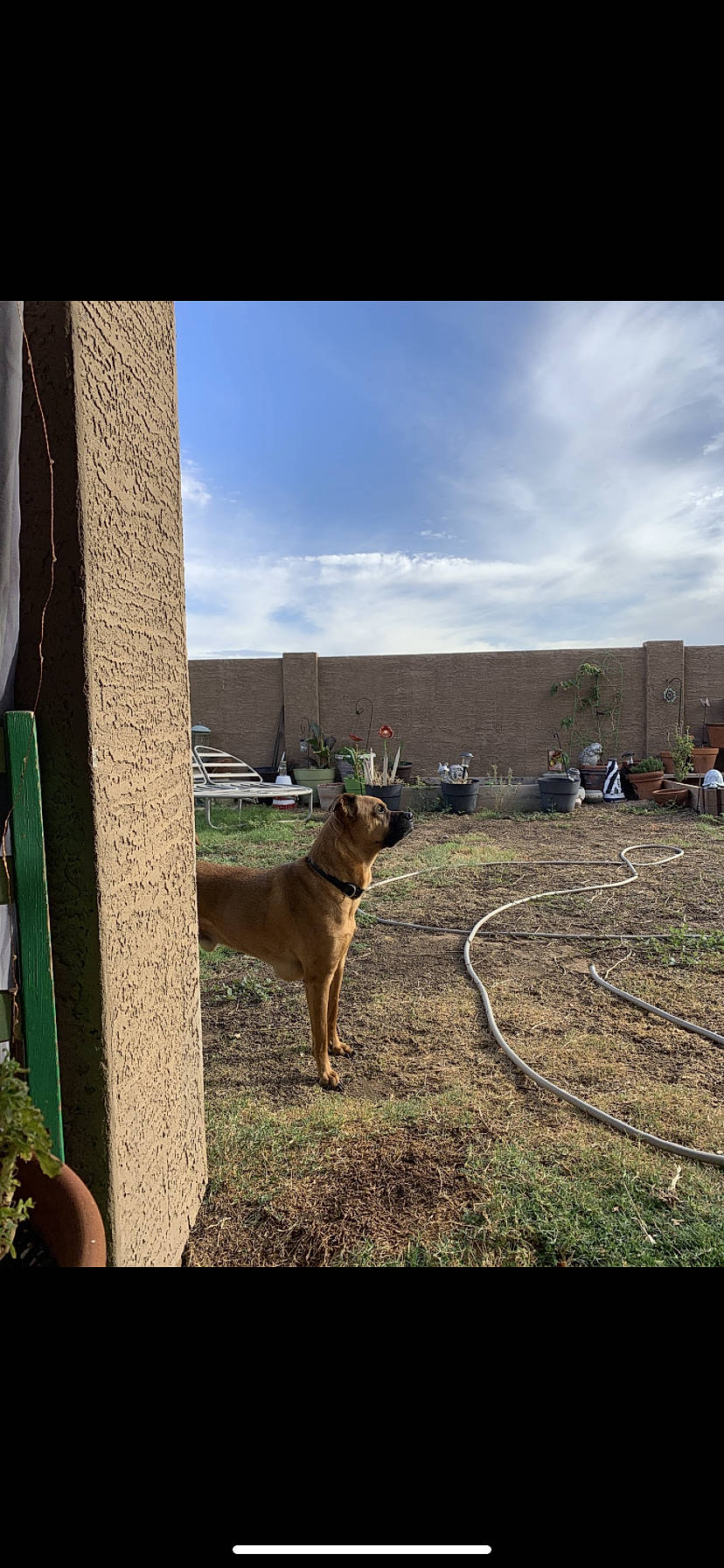 Copper joined the competition — help win amazing prizes! belgian_shepherd_malinois, canidae, carnivore, cloud, dog, dog_breed, fawn, german_shepherd_dog, guard_dog, mammal, sky, snout, sporting_group, working_dog