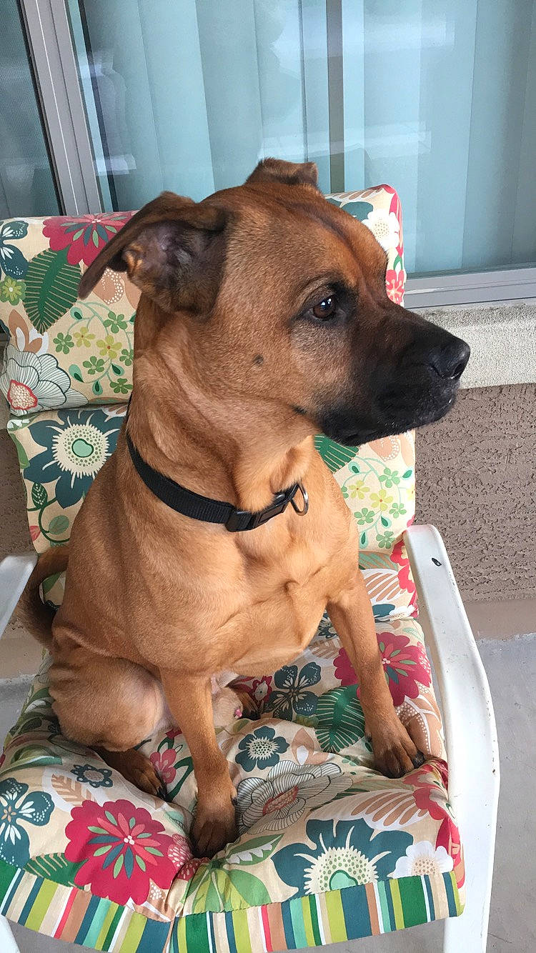 Copper joined the competition — help win amazing prizes! american_pit_bull_terrier, black_mouth_cur, bullmastiff, canidae, carnivore, companion_dog, dog, dog_breed, fawn, mammal, non_sporting_group, pit_bull, rare_breed_dog, rhodesian_ridgeback, snout, vertebrate