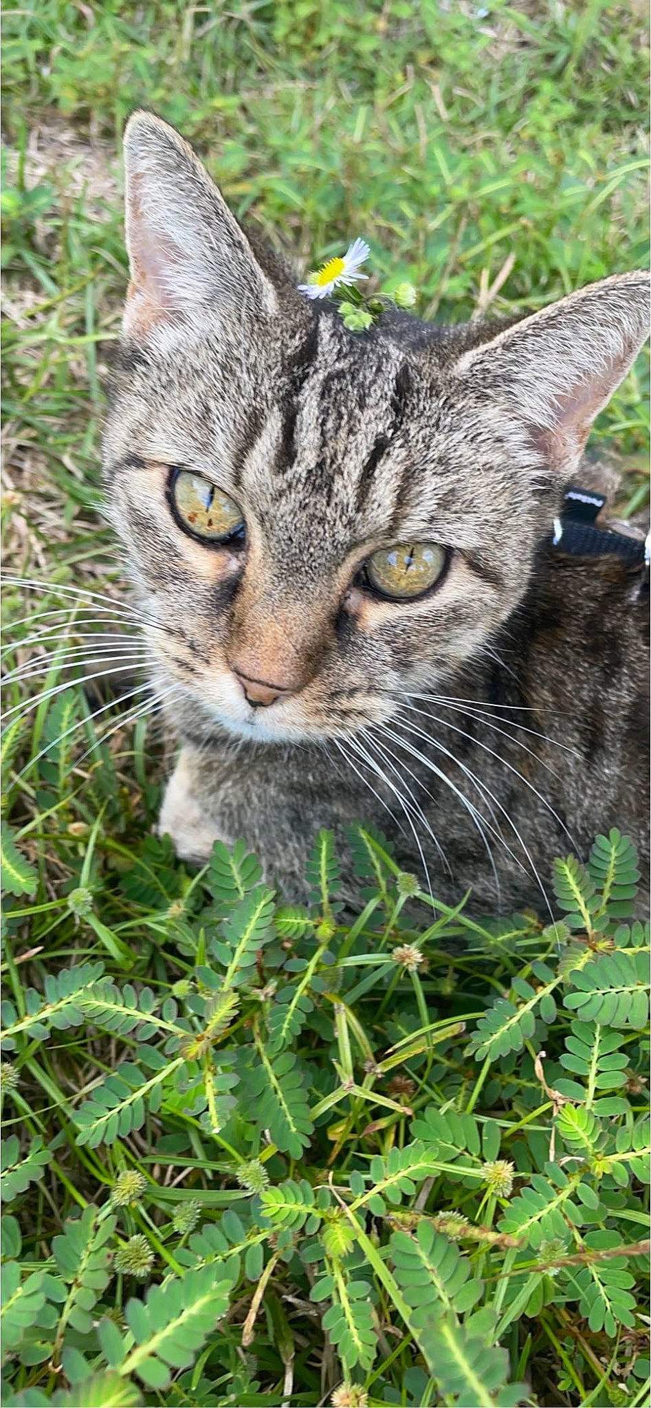 Mac joined the competition — help win amazing prizes! bobcat, carnivore, cat, domestic_short_haired_cat, felidae, fur, grass, groundcover, herb, lynx, plant, small_to_medium_sized_cats, snout, terrestrial_animal, tree, whiskers, wildlife