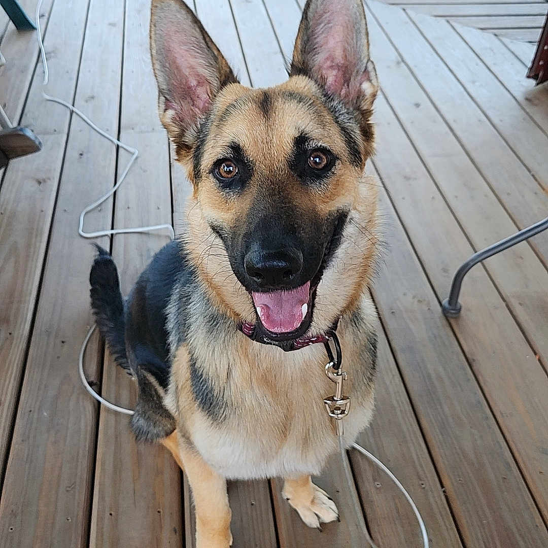 Zora joined the competition — help win amazing prizes! accessories, animal, architecture, building, canine, chair, deck, diningtable, dog, furniture, germanshepherd, hardwood, house, housing, pet, plywood, porch, puppy, table, wood