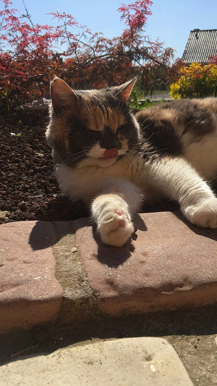 Babouche a rejoint le concours — aidez-le/la à gagner de superbes lots ! aegean_cat, american_wirehair, carnivore, cat, domestic_short_haired_cat, european_shorthair, fawn, felidae, paw, polydactyl_cat, small_to_medium_sized_cats, tabby_cat, tail, whiskers