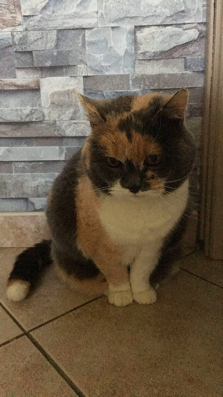 Babouche participe au concours pour gagner de l'argent avec cette photo : british_semi_longhair, carnivore, cat, cymric, domestic_short_haired_cat, fawn, felidae, kitten, mammal, polydactyl_cat, ragdoll, small_to_medium_sized_cats, snowshoe, tail, vertebrate, whiskers