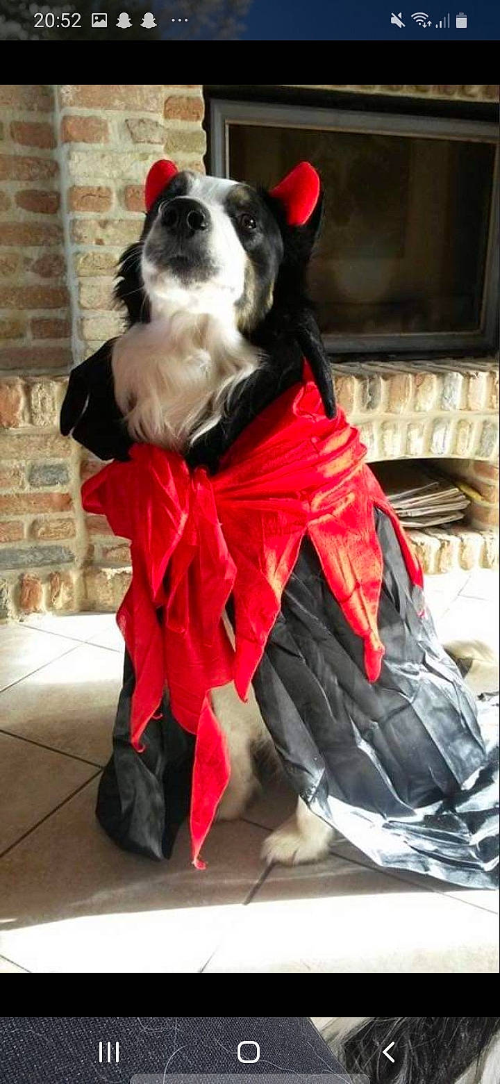 Eos participe au concours pour gagner de l'argent avec cette photo : border_collie, boston_terrier, canidae, carnivore, companion_dog, costume, dog, dog_breed, dog_clothes, sporting_group