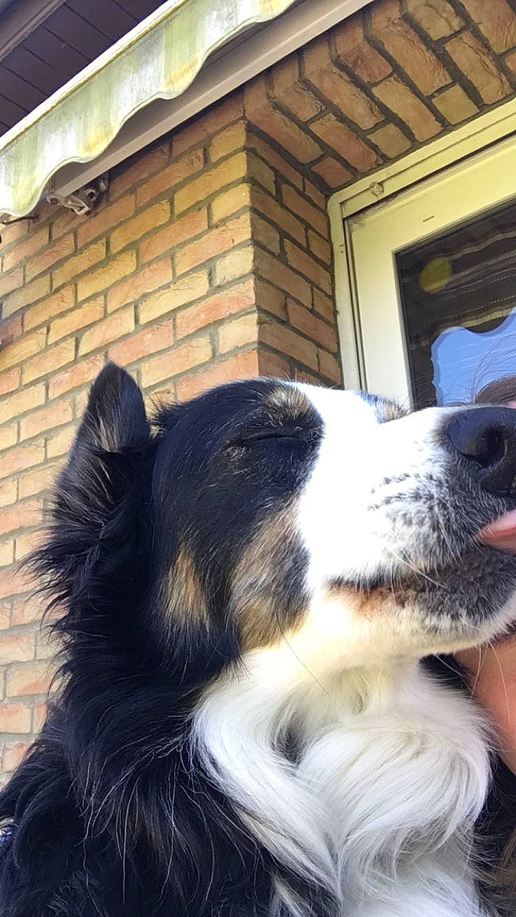 Eos participe au concours pour gagner de l'argent avec cette photo : australian_shepherd, border_collie, canidae, carnivore, companion_dog, dog, dog_breed, english_shepherd, herding_dog, mammal, nose, snout, sporting_group