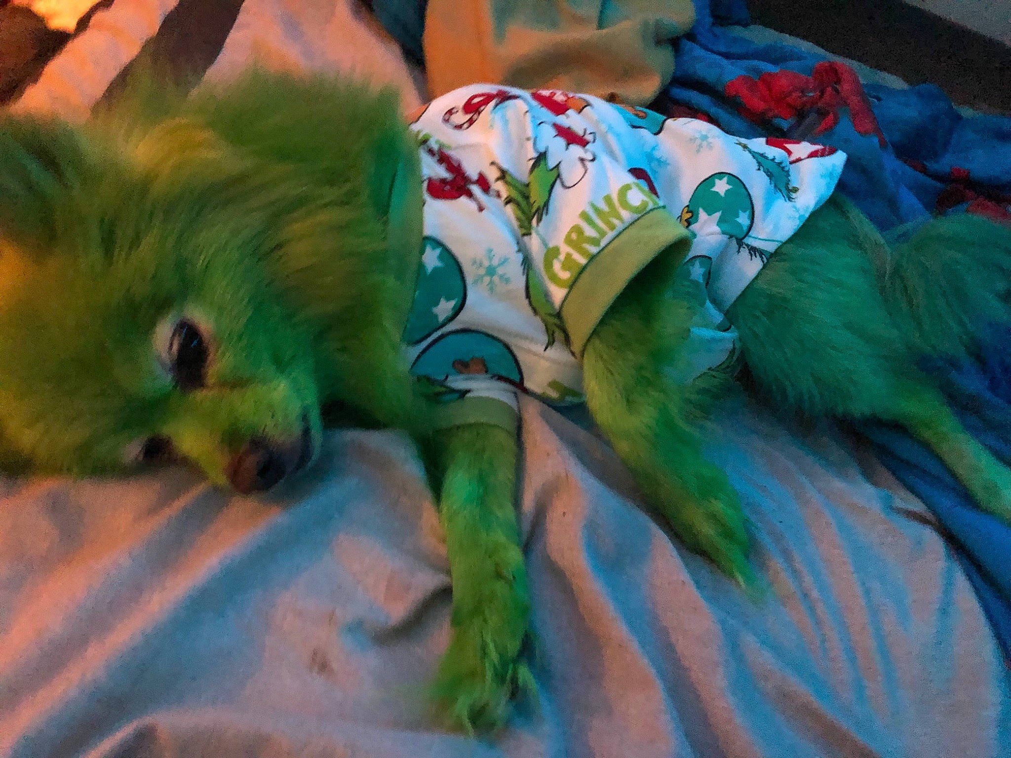 Sheba is registered to the contest to win money with this photo: art, canidae, carnivore, companion_dog, dog_breed, event, fawn, feather, fur, illustration, painting, plant, sleeve, spitz, tail, terrestrial_animal, textile, visual_arts, whiskers, wildlife