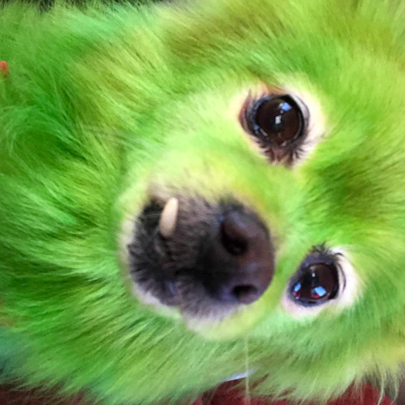 Sheba is registered to the contest to win money with this photo: carnivore, close_up, companion_dog, dog, dog_breed, eye, fawn, felidae, fur, german_spitz, grass, green, iris, nature, organism, small_to_medium_sized_cats, snout, toy_dog, whiskers, working_animal