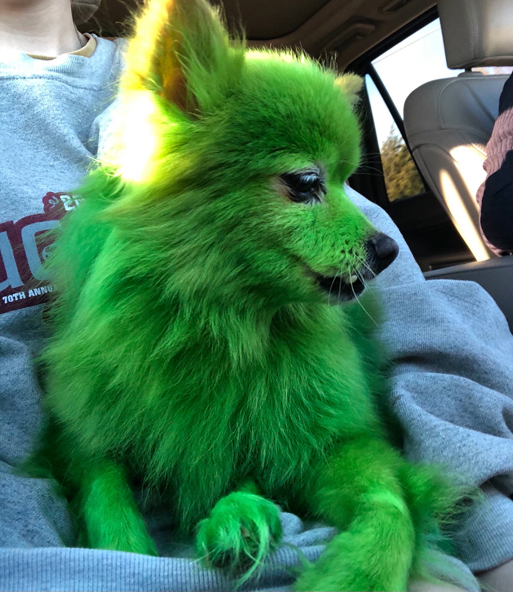 Sheba joined the competition — help win amazing prizes! canidae, carnivore, companion_dog, costume, dog, dog_breed, dog_supply, electric_blue, fawn, fictional_character, fur, grass, green, natural_material, non_sporting_group, snout, spitz, terrestrial_animal, toy_dog, whiskers