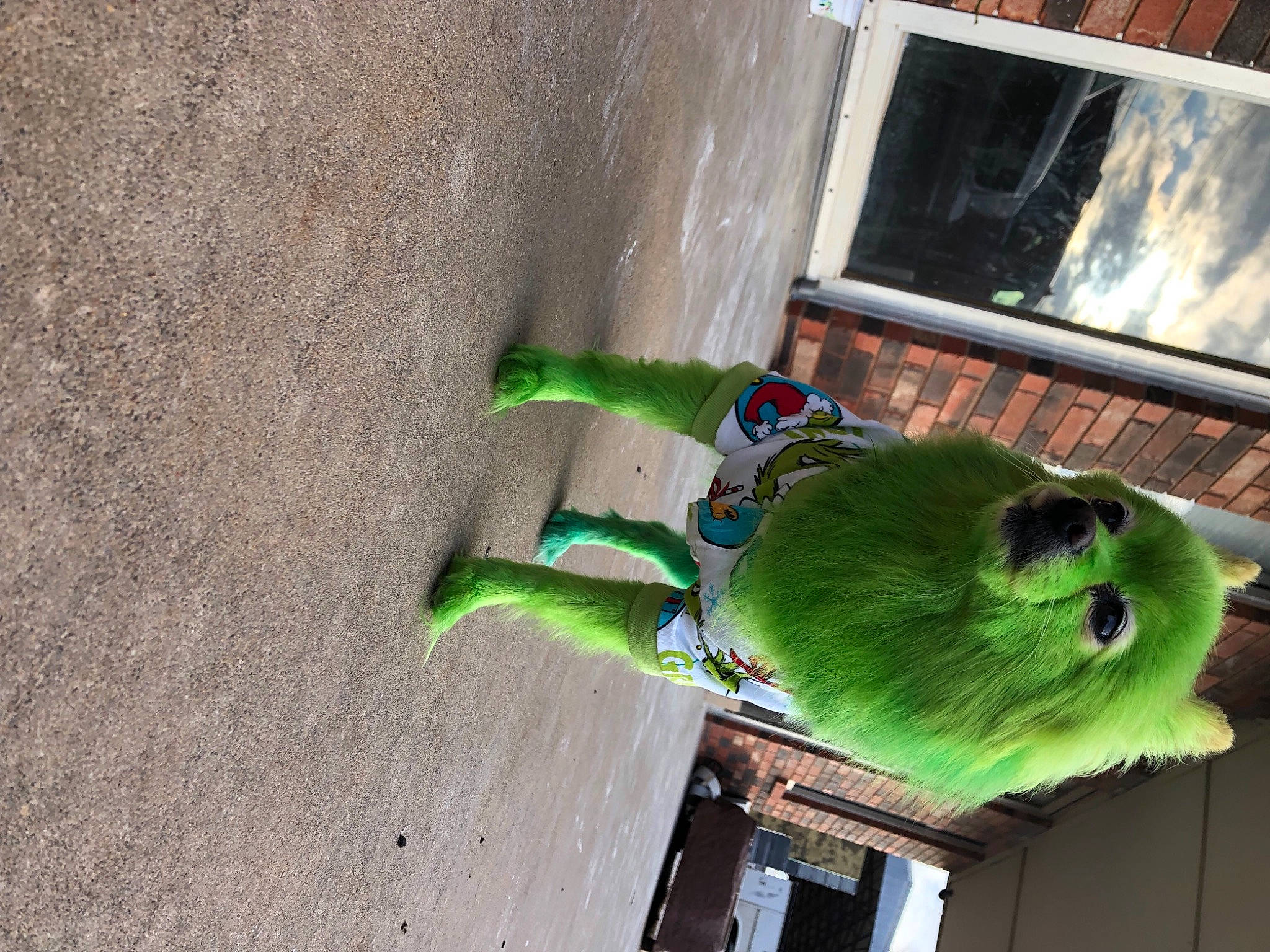 Sheba is registered to the contest to win money with this photo: art, beak, concrete, door, feather, fur, grass, natural_material, tail, visual_arts, wood