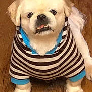 Pudge joined the competition — help win amazing prizes! animal, canine, clothing, companion, cute, dog, domestic_animal, expression, face, floor, fur, indoor, mammal, paw, pet, portrait, sitting, small_dog, striped_shirt, wooden_floor