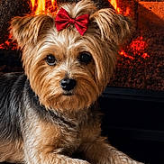 Sadie is registered to the contest to win money with this photo: dog, yorkshire_terrier, small_dog, pet, portrait, red_bow, long_hair, fluffy, brown_fur, black_fur, sitting, lying_down, fireplace, fire, brick_wall, indoors, mantel, close_up, cute, companion_animal