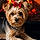 Sadie