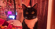 Esme is registered to the contest to win money with this photo: cat, tuxedo_cat, orange_eyes, pet, indoor, bed, pink, blanket, curtain, flower, plant, furniture, cozy, cute, animal, portrait, whiskers, sitting, warm_lighting, room