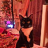 cat, tuxedo_cat, orange_eyes, pet, indoor, bed, pink, blanket, curtain, flower, plant, furniture, cozy, cute, animal, portrait, whiskers, sitting, warm_lighting, room