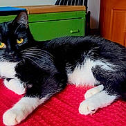 Esme joined the competition — help win amazing prizes! cat, black_and_white, lying_down, indoor, feline, pet, whiskers, yellow_eyes, fur, paws, red_surface, green_cabinet, wooden_door, relaxed, domestic_animal, animal, cute, tabby, resting, home