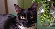 Esme is registered to the contest to win money with this photo: animal, black_and_white, cat, close_up, cozy, curious, decor, domestic, feline, flowers, green_tablecloth, indoor, pet, pink_peonies, pink_roses, relaxed, still_life, tuxedo_cat, vase, whiskers