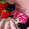 Esme is registered to the contest to win money with this photo: adorable, animal, black_and_white_cat, cat, cozy, cute, domestic_cat, floral_pattern, indoor, pet, pink_background, pink_blanket, pink_clothing, playful, plush_toy, relaxed, resting, soft_texture, strawberry_toy, stuffed_animal