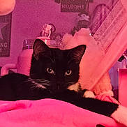Esme is registered to the contest to win money with this photo: cat, black_cat, white_paws, indoor, blanket, pink_lighting, curtain, cozy, relaxed, pet, animal, feline, whiskers, ears, resting, closeup, soft_texture, home, domestic, sleepy