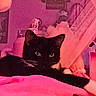 cat, black_cat, white_paws, indoor, blanket, pink_lighting, curtain, cozy, relaxed, pet, animal, feline, whiskers, ears, resting, closeup, soft_texture, home, domestic, sleepy