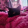 black_cat, cat, blanket, pink, fluffy, indoor, curtains, window, flowers, decor, cozy, pet, relaxed, soft_texture, home, furniture, animal, resting, cute, whiskers
